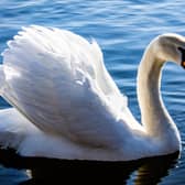 A dozen swans have been reported dead.