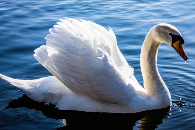 A dozen swans have been reported dead.