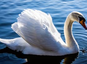 A dozen swans have been reported dead.