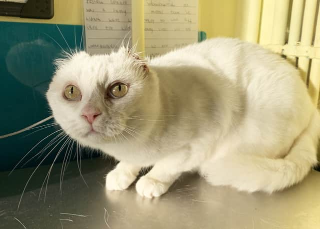 wo-year-old Gidget is in her prime despite needing parts of both ears removed after suspected cancerous scabs were found on her ear tips.