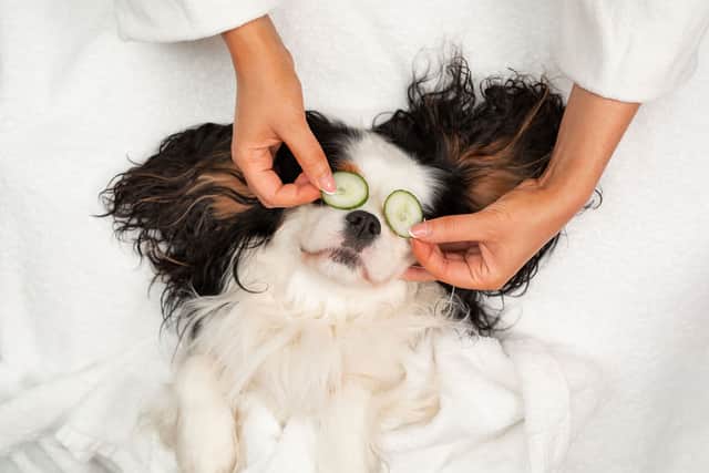 The new service at the spa will cater to dogs