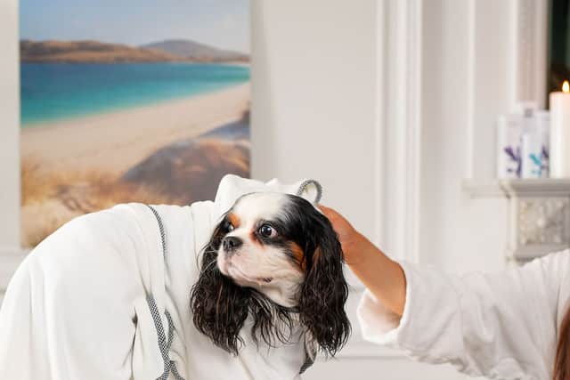 You’ll be able to book a spa day for you and your dog for just £99 