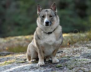 The Swedish Valhund is the tenth most popular dog breed in Glasgow
