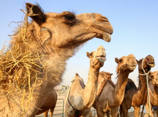 Camels are pictured at the camel market in the Erhaiya desert area.