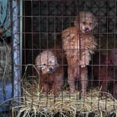 Dogs and puppies are kept in horrific conditions at puppy farms - with many farm-born finding their way into homes in Glasgow at Christmas