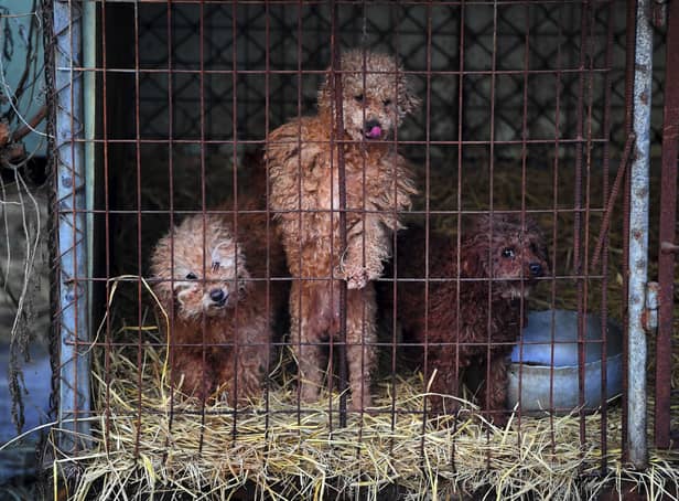 <p>Dogs and puppies are kept in horrific conditions at puppy farms - with many farm-born finding their way into homes in Glasgow at Christmas</p>