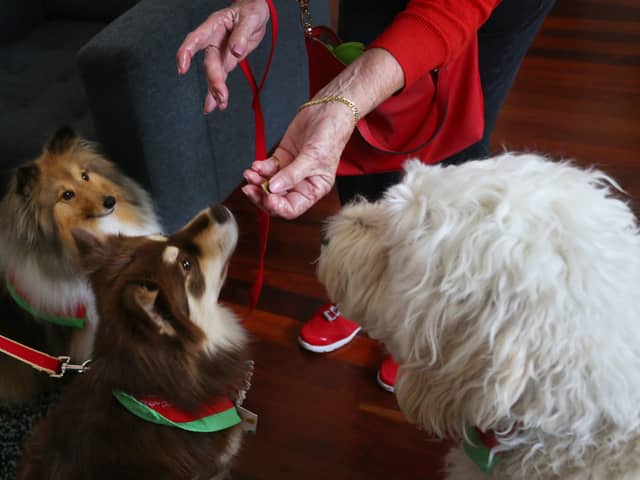 Can you feed a dog Christmas dinner? Items not to feed your pets from the Christmas dinner leftovers