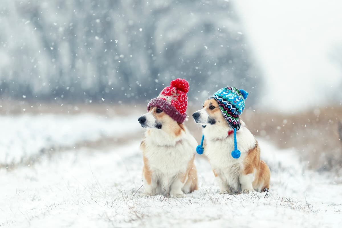 Can dogs catch the human cold 2025