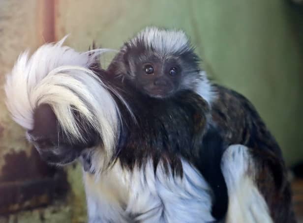 <p>Nigel the young cotton-top tamarin monkey on mother Florencia’s back at  Drusillas Zoo Park in Alfriston, East Sussex (Credit: Drusillas Zoo Park/SWNS)</p>