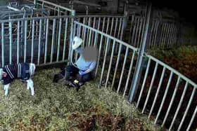 Viva! alleges from their investigation that this worker is illegally force-feeding a calve - which could lead to the animals death