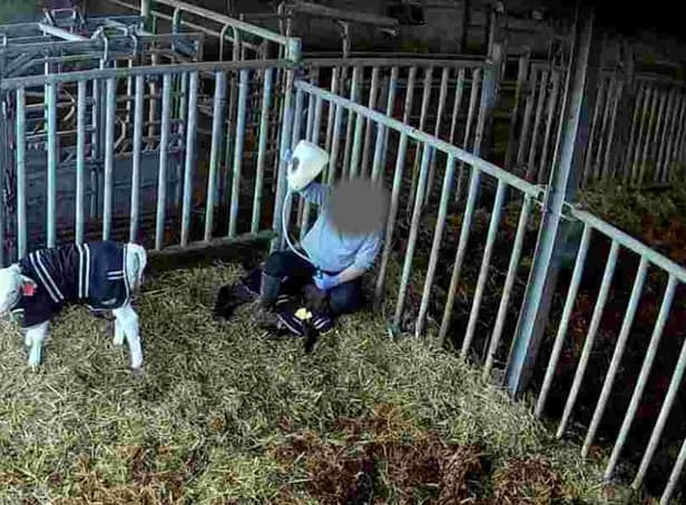 <p>Viva! alleges from their investigation that this worker is illegally force-feeding a calve - which could lead to the animals death</p>