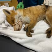 The RSPCA said the snare had caused such severe injuries that the decision was made by the vet to put the fox to sleep to prevent further suffering.