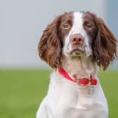 English Springer Spaniel 