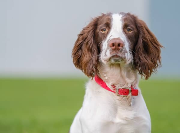 English Springer Spaniel 