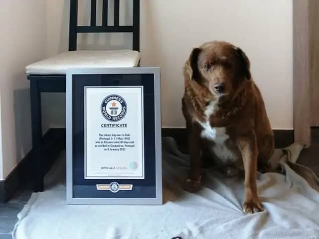 Oldest dog ever: Bobi the Rafeiro do Alentejo farm dog from Portugal breaks Guinness World Record