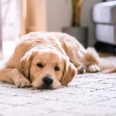 Alabama rot: Urgent warning after dog dies of fatal illness - list of cases in Glasgow and how to avoid it