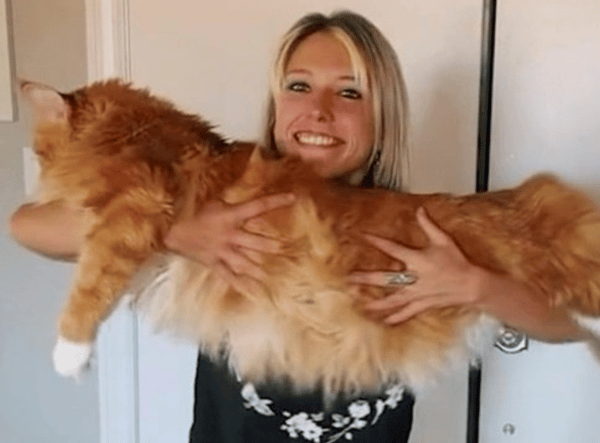 Huge cat often mistaken for a dog is now the same height as a nine-year-old child  