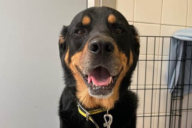 Bella is a Rottweiler Cross who’s incredibly cute once you get to know her