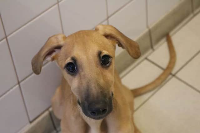 Gigi is a puppy Lurcher cross looking for her first ever home