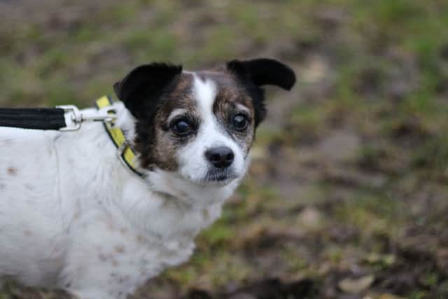 At 12 years old, Lily is looking for somewhere quiet & comfy to kick back and watch the soaps