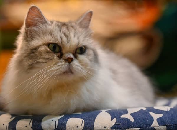 A former minister has revealed the UK government considered culling pet cats in order to slow the spread of Covid-19.