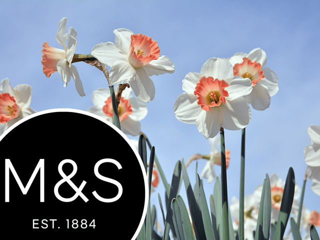 M&S has apologised for displaying daffodils next to spring onions