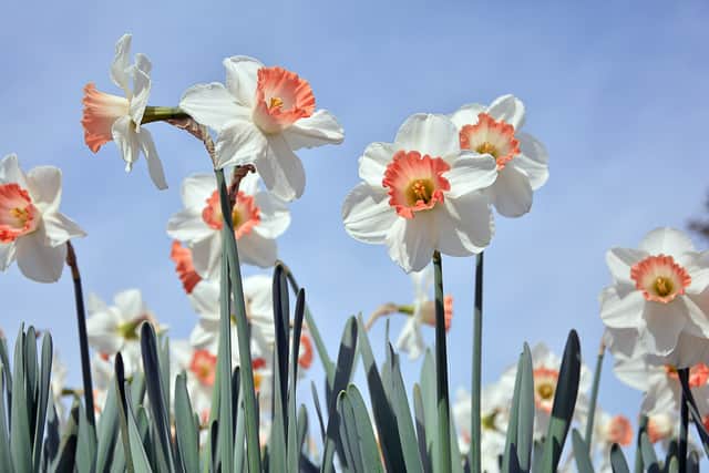 M&S has apologised for displaying daffodils next to spring onions