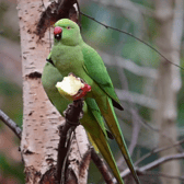 The Ringnecked Parakeets stick out like a sore-thumb in Glasgow, but for many people that’s their appeal!