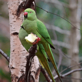 The Ringnecked Parakeets stick out like a sore-thumb in Glasgow, but for many people that’s their appeal!