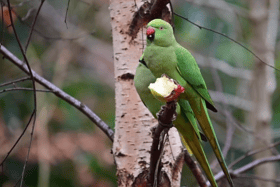 The Ringnecked Parakeets stick out like a sore-thumb in Glasgow, but for many people that’s their appeal!