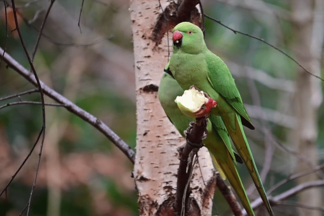 The Ringnecked Parakeets stick out like a sore-thumb in Glasgow, but for many people that’s their appeal!