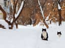 RSPCA has issued advice to pet owners on how to keep animals safe in the cold weather.