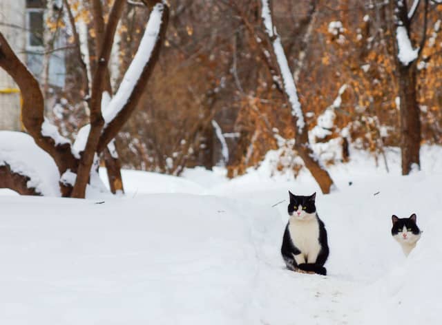RSPCA has issued advice to pet owners on how to keep animals safe in the cold weather.