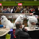 Japanese Spitz dogs are groomed before being judged on the final day of the Crufts