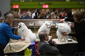 Japanese Spitz dogs are groomed before being judged on the final day of the Crufts