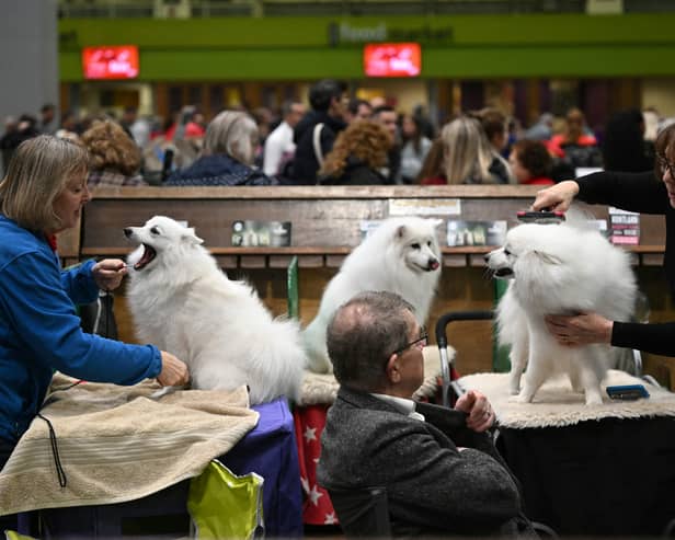 Japanese Spitz dogs are groomed before being judged on the final day of the Crufts