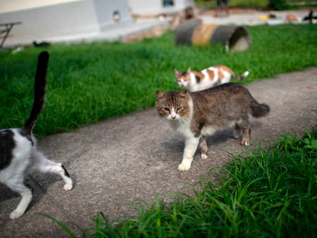 Microchipping your pet cat will become compulsory from next year.