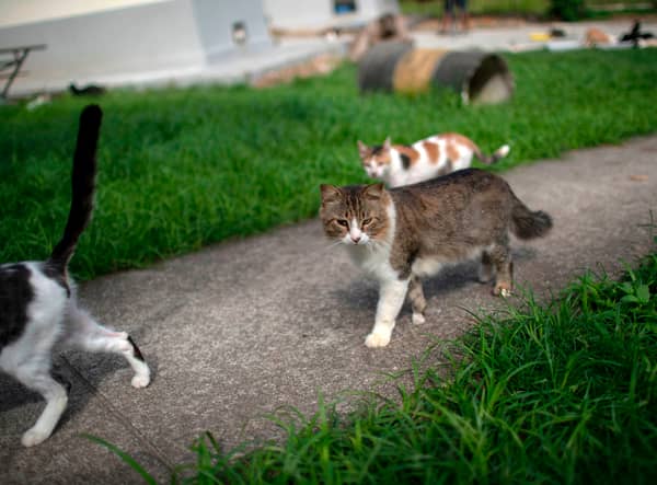 Microchipping your pet cat will become compulsory from next year.