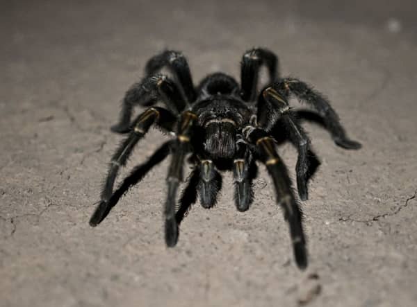 Arachnaphobes can face their fears with London Zoo’s Friendly Spider Programme