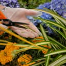 Keep these rules and regulations in mind before heading out into your garden.