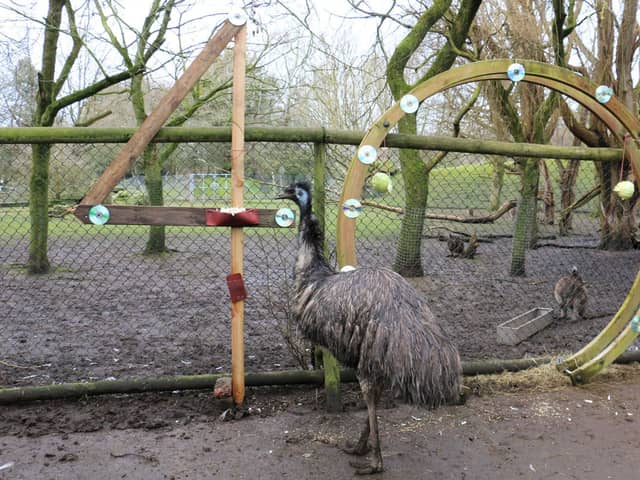 Ollie the emu turned 40 on Monday March 20, making him one of the oldest of his kind.