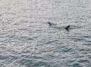 Huge shark spotted off coast of St Ives in Cornwall: Footage captures basking shark ‘longer than some boats’