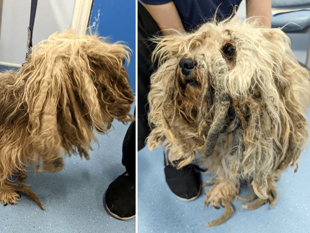 A dog has received the ultimate transformation after the RSPCA stepped in to help
