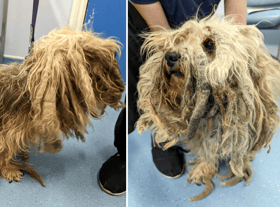 A dog has received the ultimate transformation after the RSPCA stepped in to help