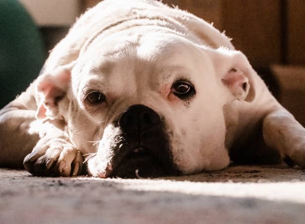  American Bulldogs have been found to be the most stolen breed in the UK in 2022