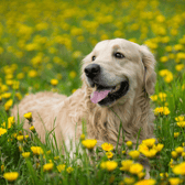 Dog tick season 2023: How to check your dog for ticks, best way to remove them and what kills ticks on dogs