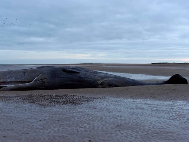 A marine life charity received calls about a stranded sperm whale (not pictured) on a beach at Cleethorpes at around noon on Good Friday. 