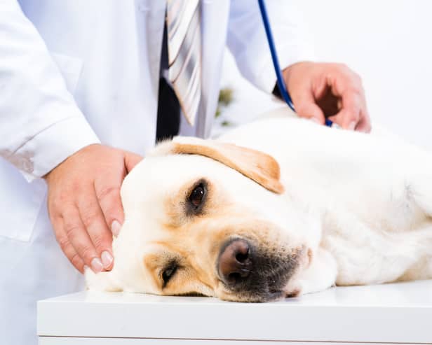 Two more dogs have died in the UK after contracting Alabama rot (Photo: Adobe)