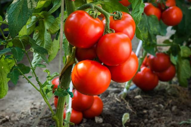 Tomatoes are ideal for smaller gardens (photo: adobe)
