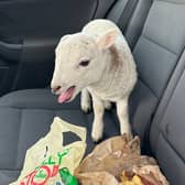 The lamb in question which was found in the Police stop near Carmyle on the M74 - the three human drivers were charged, but the lamb got off scot-free.